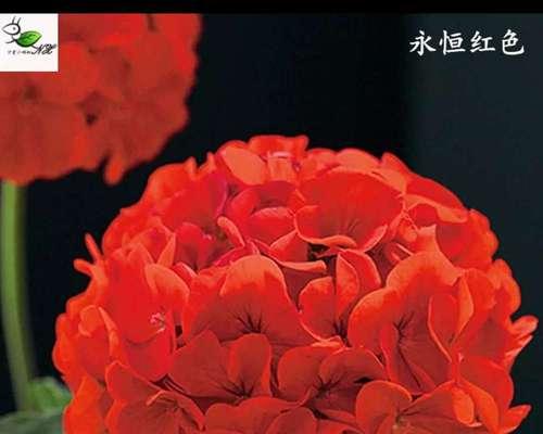 石蜡红的养殖技巧和注意事项是什么？