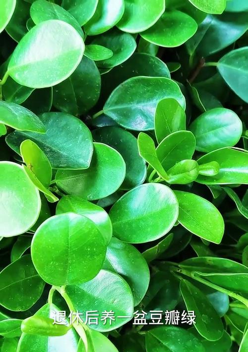 豆瓣绿开花后怎么处理？豆瓣绿开花后的养护和管理要点是什么？