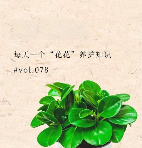 豆瓣绿开花后怎么处理？豆瓣绿开花后的养护和管理要点是什么？