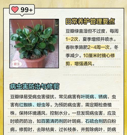豆瓣绿开花后怎么处理？豆瓣绿开花后的养护和管理要点是什么？