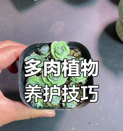 蓝宝石多肉的养护技巧？