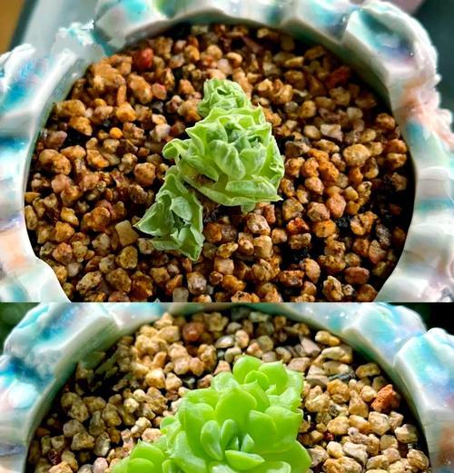蓝宝石多肉的养护技巧？