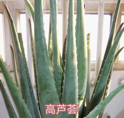 芦荟茎的形态特征是什么？如何识别芦荟的茎？
