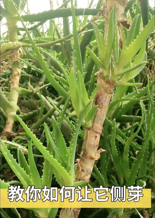 芦荟茎的形态特征是什么？如何识别芦荟的茎？