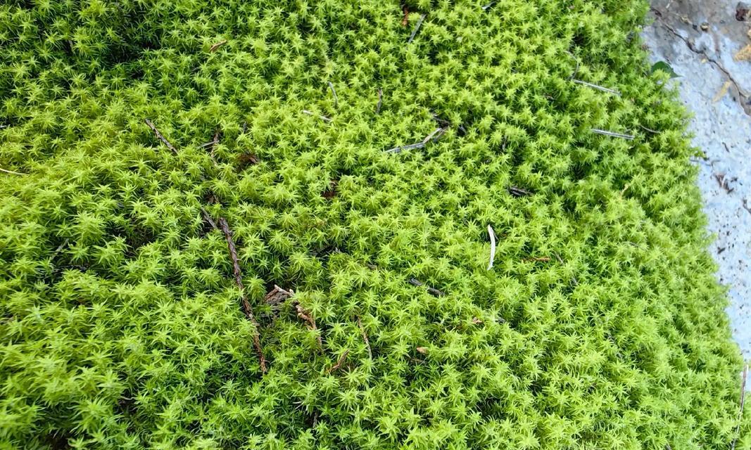 苔藓种植方法是什么？如何正确种植苔藓？