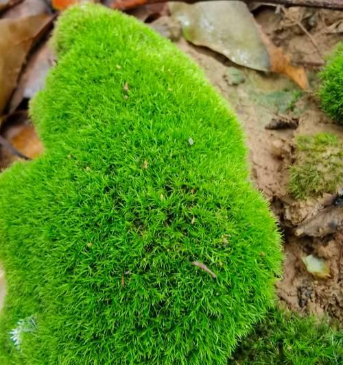 苔藓种植方法是什么？如何正确种植苔藓？