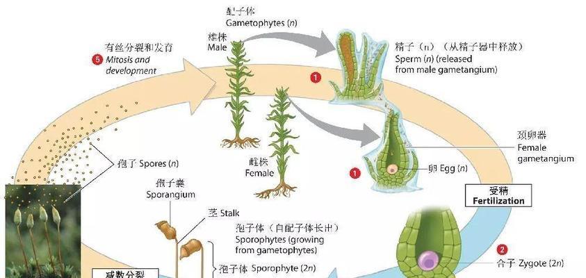 苔藓种植方法是什么？如何正确种植苔藓？