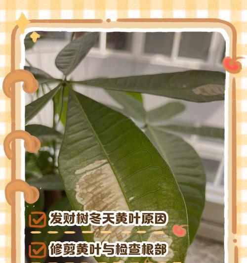 发财树出现介壳虫怎么办？有哪些有效处理方法？