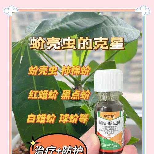 发财树出现介壳虫怎么办？有哪些有效处理方法？