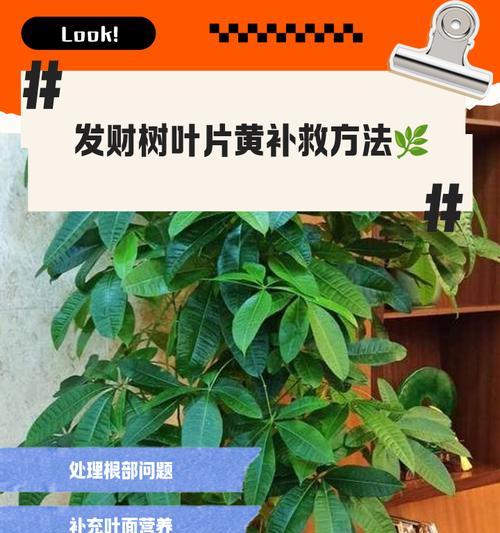 发财树出现介壳虫怎么办？有哪些有效处理方法？