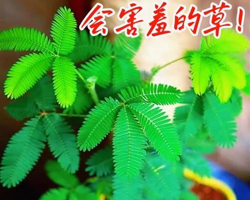 含羞草的最佳种植时间是什么时候？种植时应注意什么？