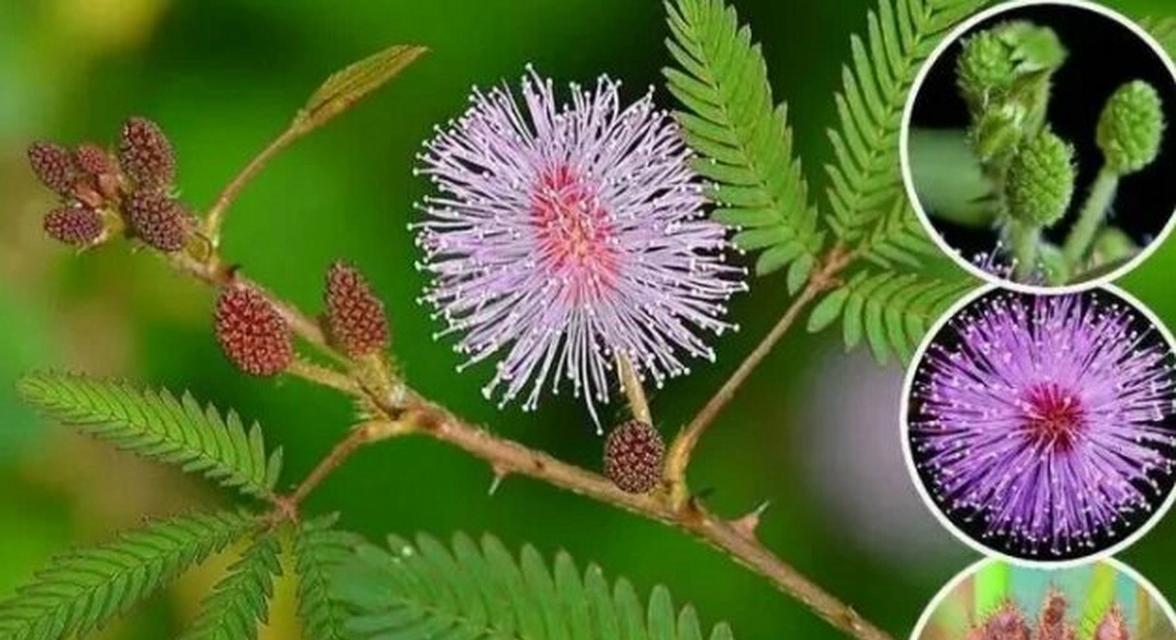 含羞草的最佳种植时间是什么时候？种植时应注意什么？