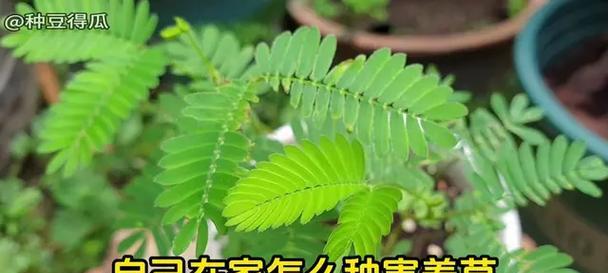 含羞草的最佳种植时间是什么时候？种植时应注意什么？