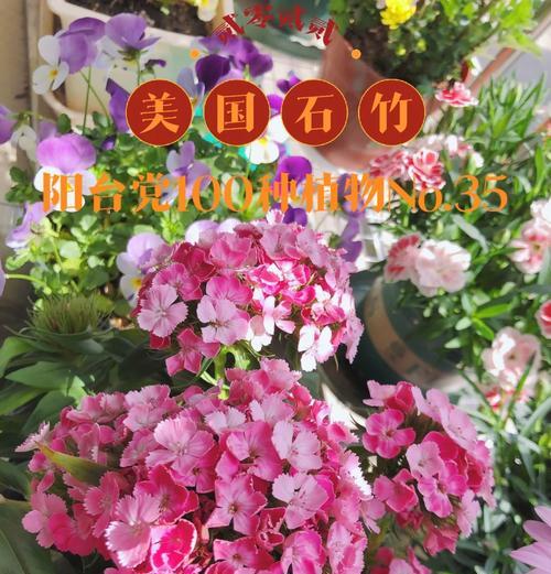 石竹花繁殖方法有哪些？如何确保成活率？