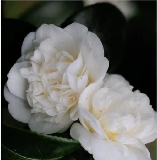 山茶花冬季护理有哪些要点？