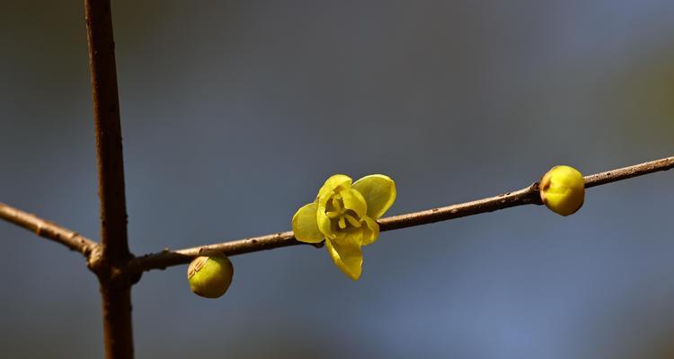 梅花发芽的季节性条件是什么？