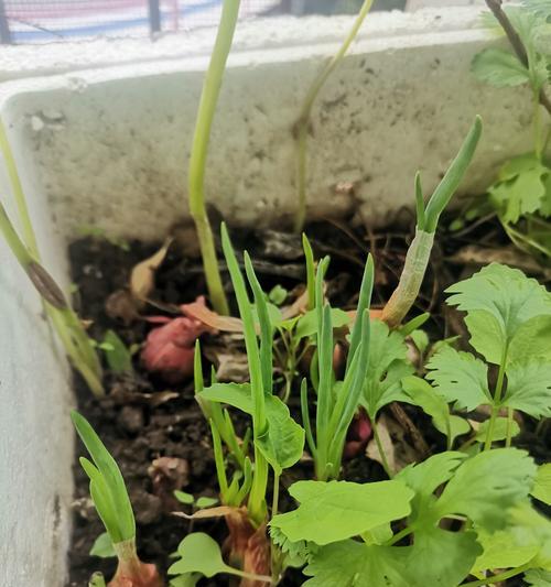 梅花发芽的季节性条件是什么？