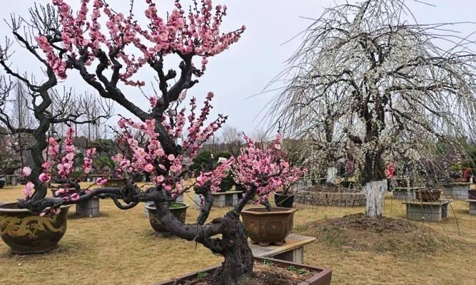 梅花发芽的季节性条件是什么？
