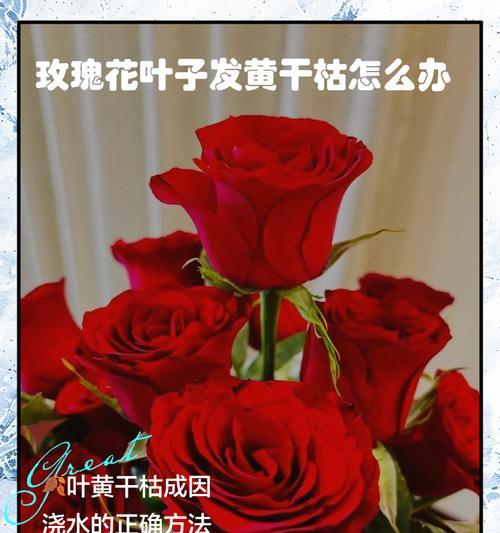 玫瑰的养殖技巧有哪些？如何处理玫瑰的病虫害？
