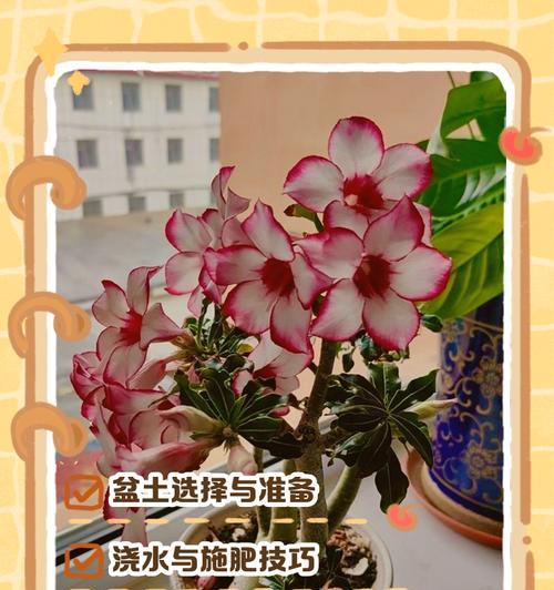 玫瑰的养殖技巧有哪些？如何处理玫瑰的病虫害？