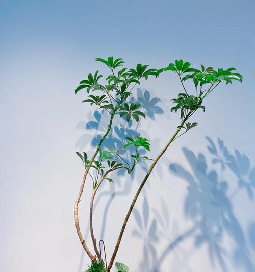 龙爪花的养殖方法是什么？如何确保其健康生长？