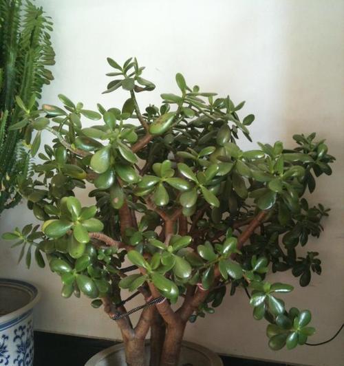 玉树花盆栽管理需要注意什么？