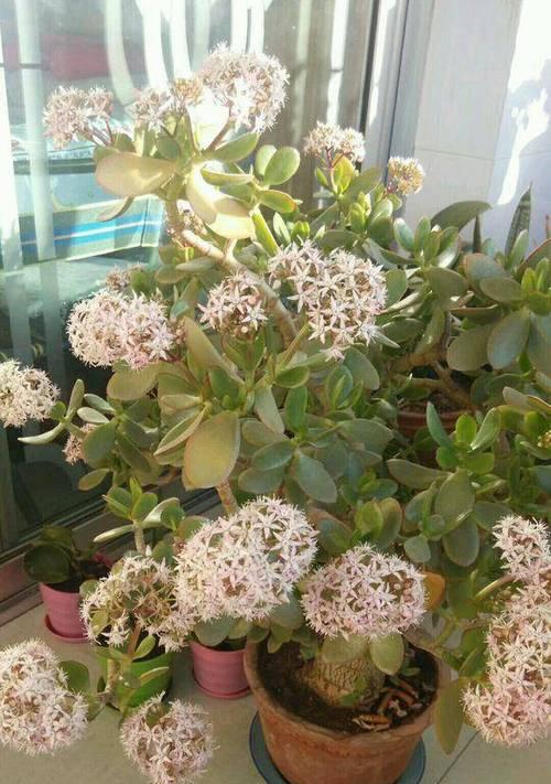 玉树花盆栽管理需要注意什么？