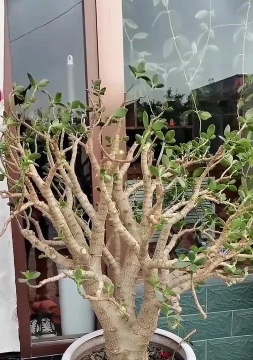 玉树花盆栽管理需要注意什么？