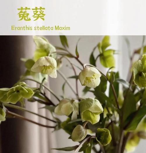 菟葵花盆栽的养护要点是什么？怎样才能养得更好？