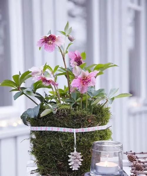 菟葵花盆栽的养护要点是什么？怎样才能养得更好？