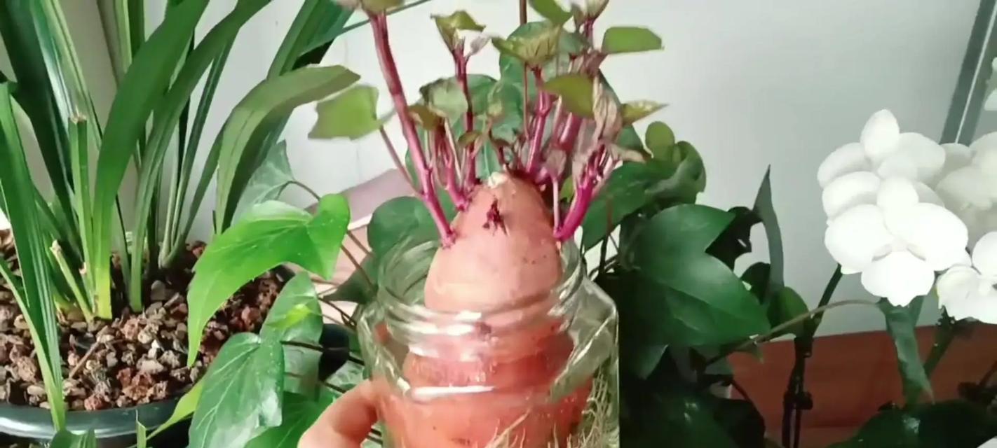 一寸心植物的养护技巧有哪些？如何繁殖？
