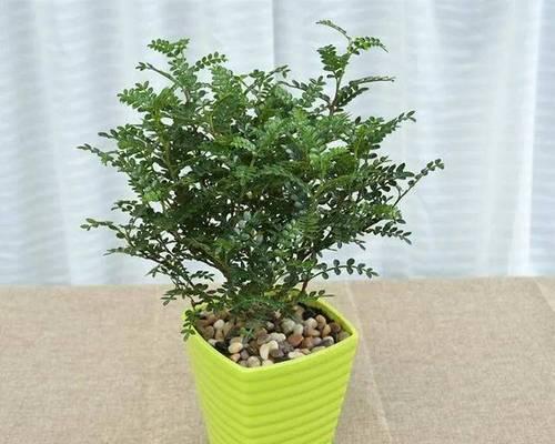 一寸心植物的养护技巧有哪些？如何繁殖？
