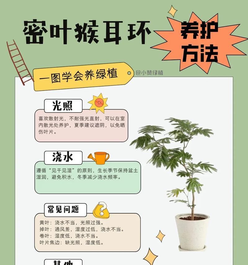 一寸心植物的养护技巧有哪些？如何繁殖？