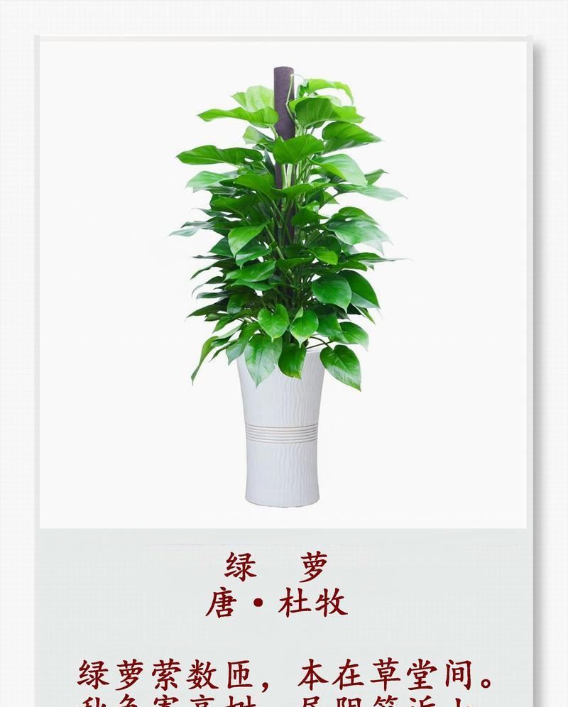 绿萝栽培的简易方法是什么？