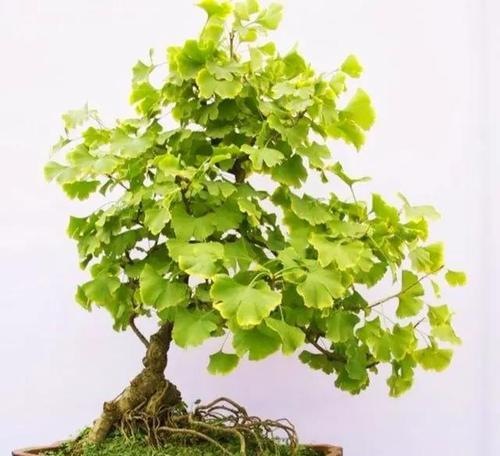 银杏树盆景修剪造型的正确方法是什么？如何保持其最佳形态？