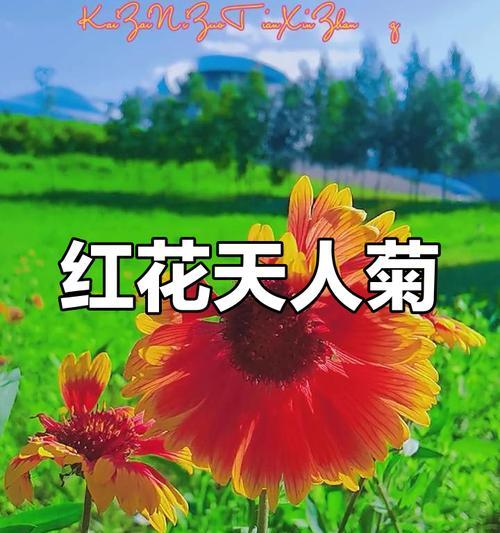 天人菊的最佳播种时间是什么时候？播种天人菊需要注意什么？
