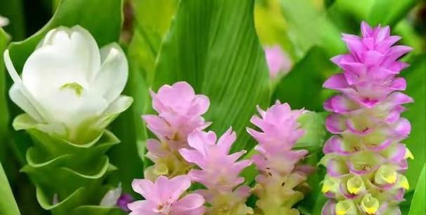 夏季哪些植物会开花？如何照料这些夏季花卉？