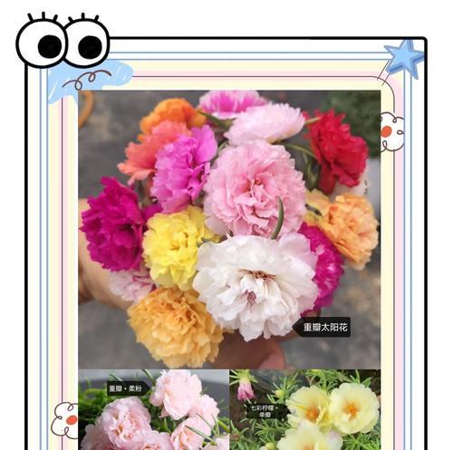 夏季哪些植物会开花？如何照料这些夏季花卉？