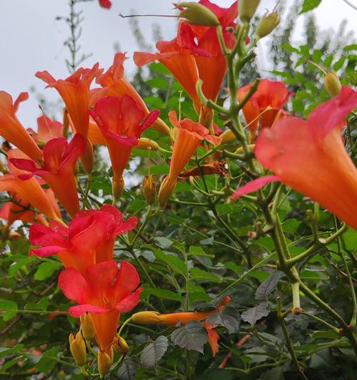 秋天有哪些花会盛开？如何照料这些秋季花卉？