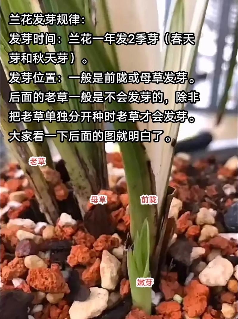 兰科植物有哪些？如何正确识别和分类？