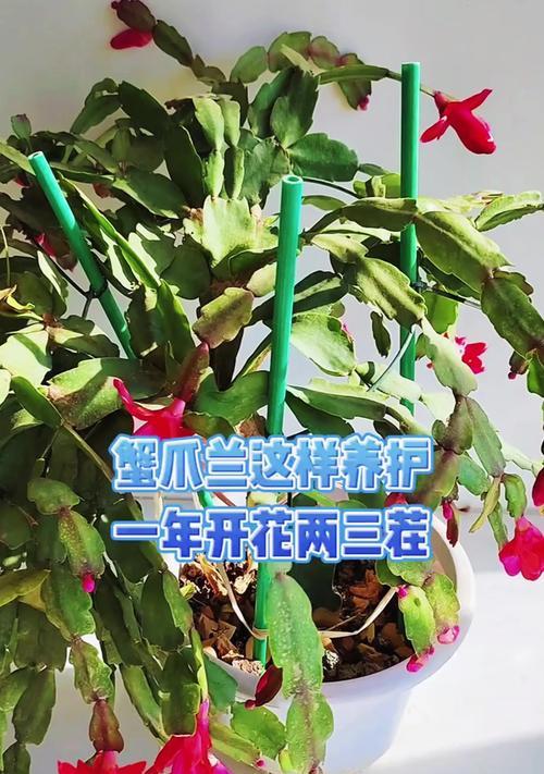 蟹爪兰夏季养护需要注意什么？如何安全度夏？