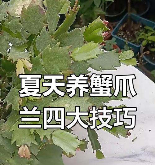 蟹爪兰夏季养护需要注意什么？如何安全度夏？