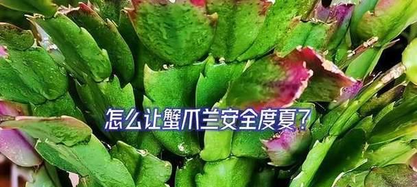 蟹爪兰夏季养护需要注意什么？如何安全度夏？