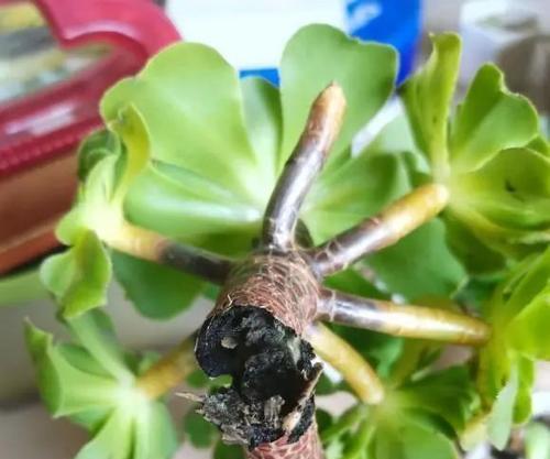 多肉植物腐烂了怎么处理？如何预防？