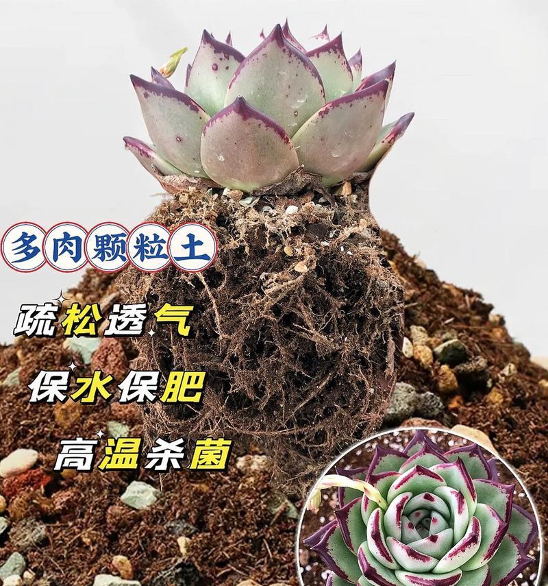 多肉植物腐烂了怎么处理？如何预防？