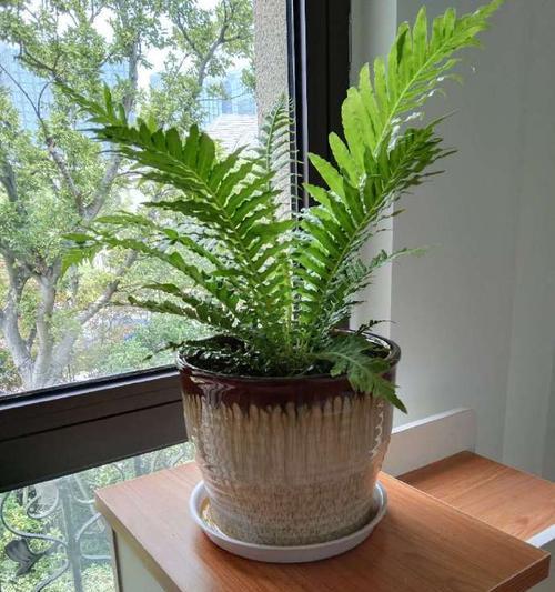 太阳神植物有哪些神奇功效？它们在园艺中有何用途？
