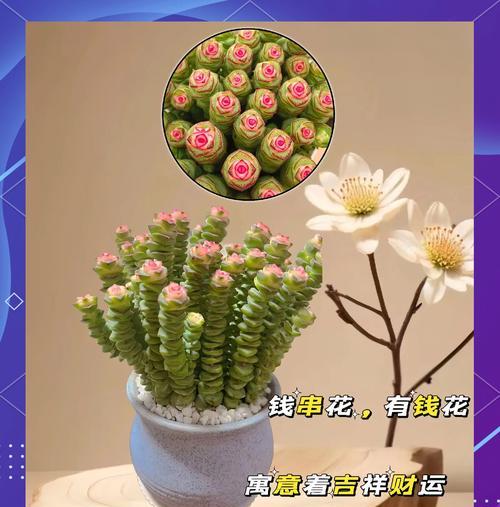 太阳神植物有哪些神奇功效？它们在园艺中有何用途？