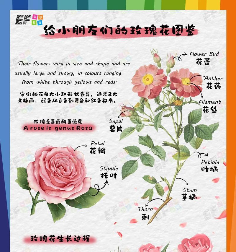 玫瑰花籽的种植步骤是什么？