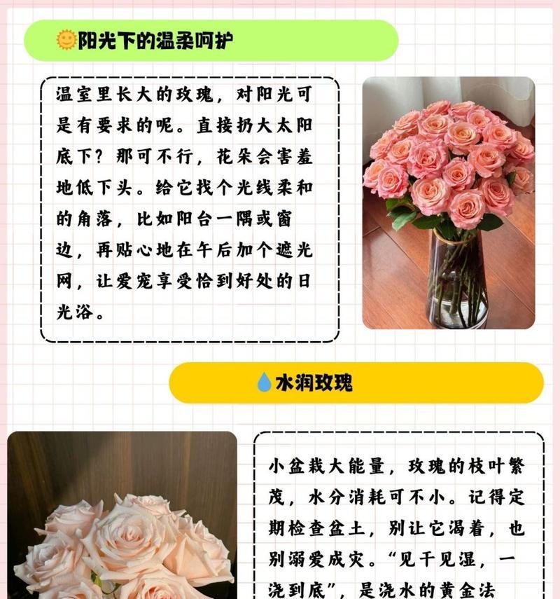玫瑰花籽的种植步骤是什么？