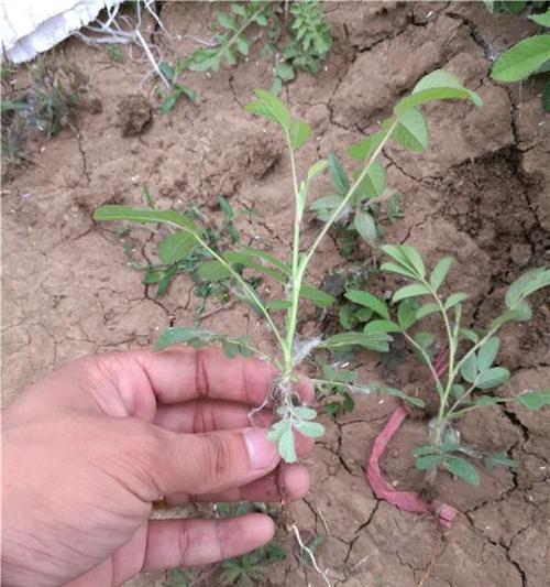 玫瑰花籽的种植步骤是什么？